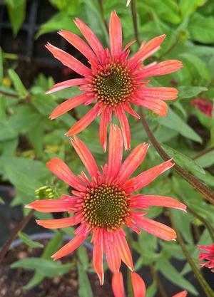 Echinacea purpurea 'Secret Passion'