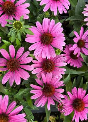 Echinacea purpurea 'Sunrise' (r)
