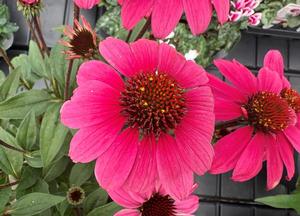Echinacea purpurea 'Sunseekers Rainbow'