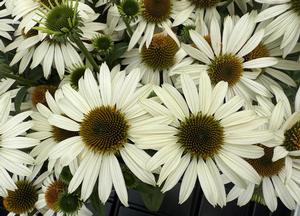 Echinacea purpurea 'Sombrero Compact White'