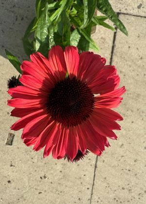 Echinacea purpurea 'Sunseekers Carmine'