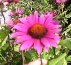 Echinacea purpurea 'Vintage Wine' (r)