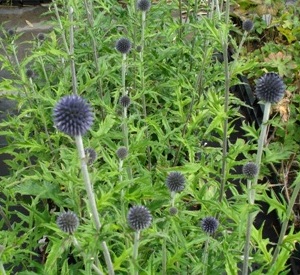 Echinops ritro 'Veitch's Blue'