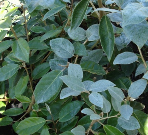 Elaeagnus ebbingei