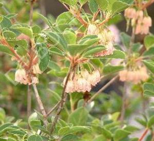 Enkianthus campanulatus