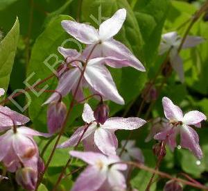 Epimedium grandiflorum 'Lilafee'