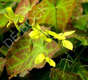 Epimedium perralchicum 'Frohnleiten'