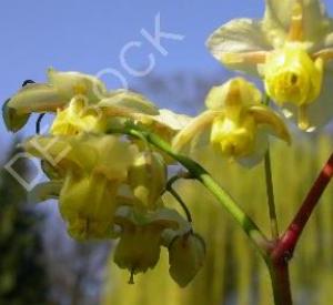 Epimedium versicolor 'Sulphureum'