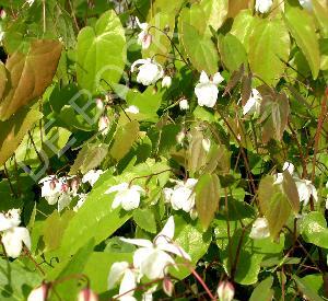 Epimedium youngianum 'Niveum'