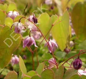 Epimedium youngianum 'Roseum'