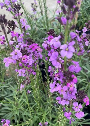 Erysimum hybride 'Bowles Mauve'
