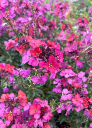 Erysimum 'Constant Cheer'