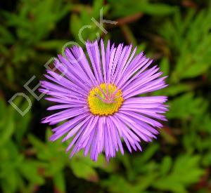 Erigeron hybride 'Dunkelste Aller'