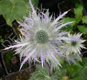 Eryngium alpinum 'Blue Star'