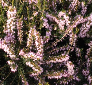 Erica darleyensis 'Darley Dale'