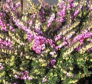 Erica darleyensis 'Kramer's Rote'