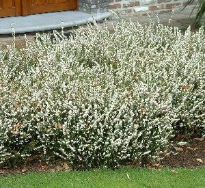 Erica darleyensis 'Silberschmelze'