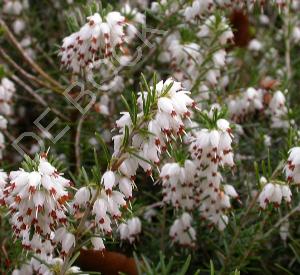 Erica darleyensis 'White Perfection'