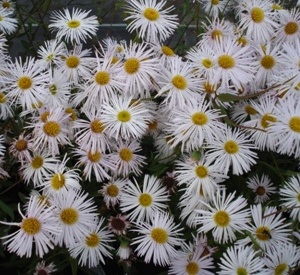 Erigeron hybride 'Sommerneuschnee'