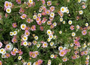 Erigeron karvinskianus