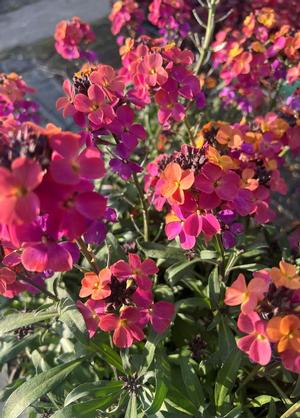 Erysimum linifolium 'Spring Breeze Copper'