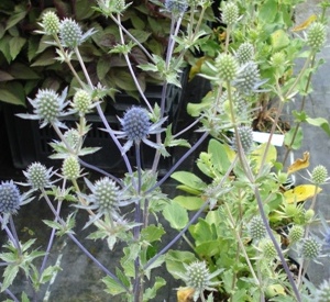 Eryngium planum 'Blauer Zwerg'