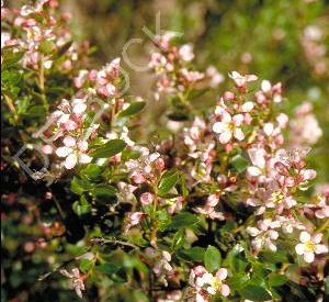 Escallonia 'Donard Seedling'