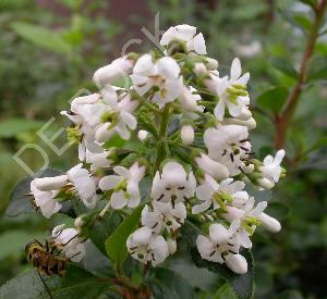 Escallonia 'Iveyi'