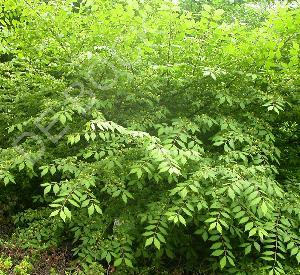 Euonymus alatus