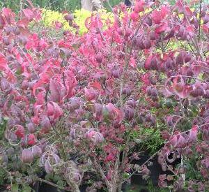 Euonymus alatus 'Compactus'