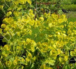 Euphorbia amygdaloides var. robbiae