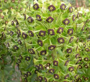 Euphorbia characias 'Black Pearl'