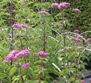 Eupatorium cannabinum 'Plenum'