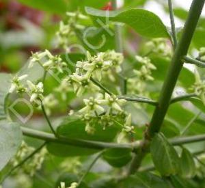 Euonymus europaeus 'Red Cascade'