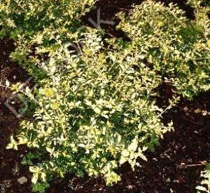 Euonymus fortunei 'Blondy'