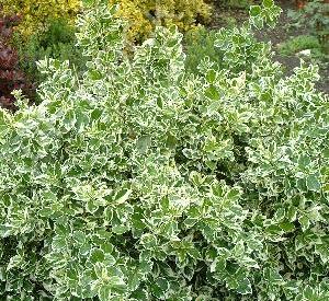 Euonymus fortunei 'Emerald Gaiety'