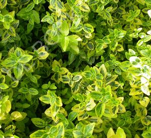 Euonymus fortunei 'Emerald 'n' Gold'