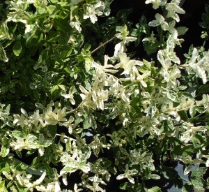 Euonymus fortunei 'Harlequin'