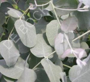 Eucalyptus gunnii