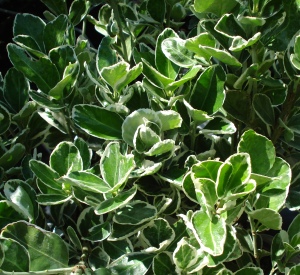 Euonymus japonicus 'Kathy'