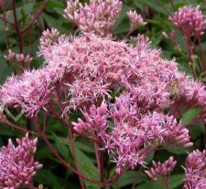 Eupatorium maculatum 'Purple Bush'