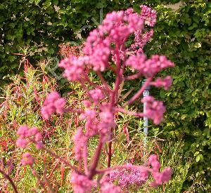 Eupatorium maculatum 'Riesenschirm'