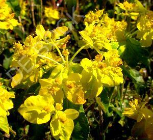 Euphorbia polychroma 'Purpurea'