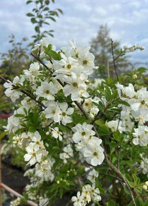 Exochorda macrantha 'The Bride'