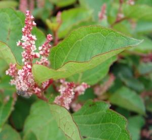 Fallopia japonica 'Rosea'