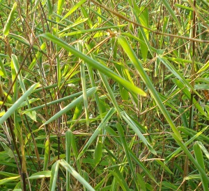 Fargesia nitida 'Great Wall'