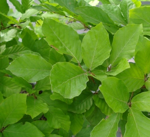 Fagus sylvatica