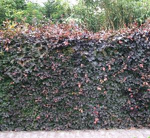 Fagus sylvatica 'Atropurpurea'