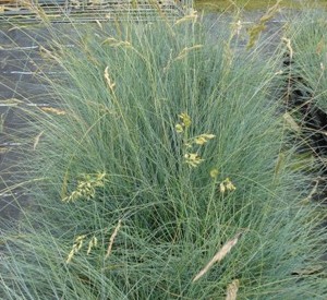 Festuca cinerea