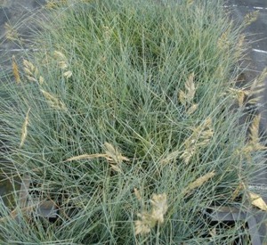 Festuca glauca 'Elijah Blue'